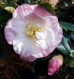 April Remembered Camellia, Camellia japonica 'April Remembered'